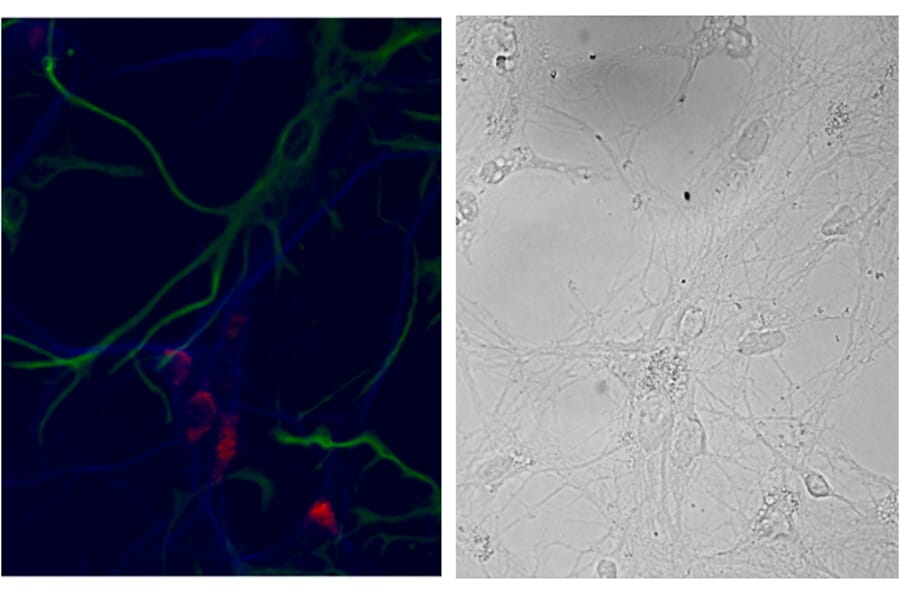 Immunocytochemistry - Anti-NSG1 Antibody (A85054) - Antibodies.com