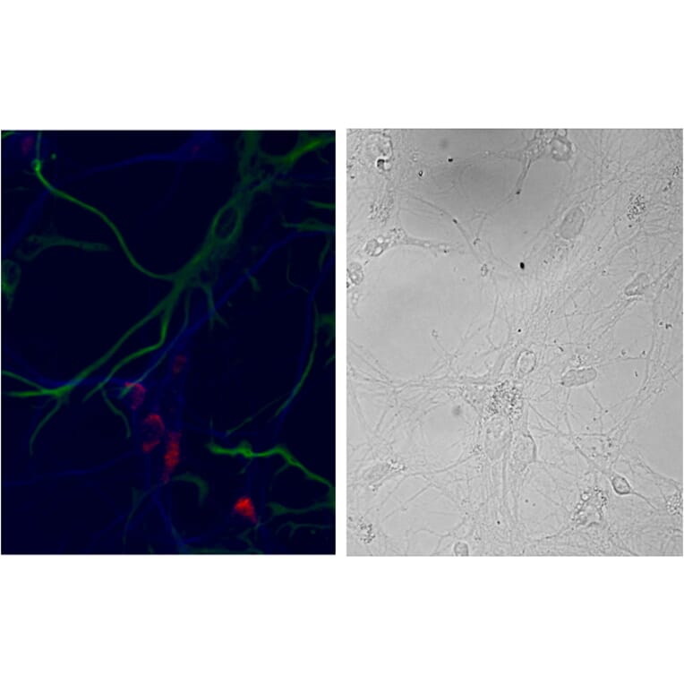 Immunocytochemistry - Anti-NSG1 Antibody (A85054) - Antibodies.com