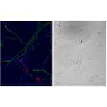 Immunocytochemistry - Anti-NSG1 Antibody (A85054) - Antibodies.com