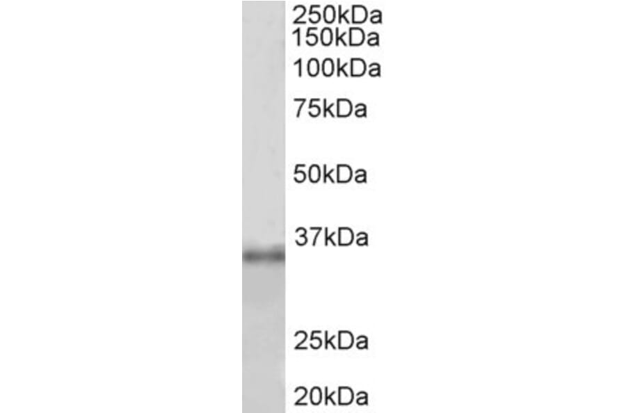 Western Blot - Anti-Fibrillarin Antibody (A85055) - Antibodies.com
