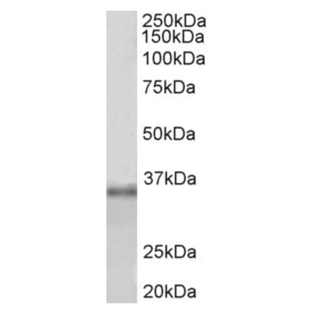 Western Blot - Anti-Fibrillarin Antibody (A85055) - Antibodies.com