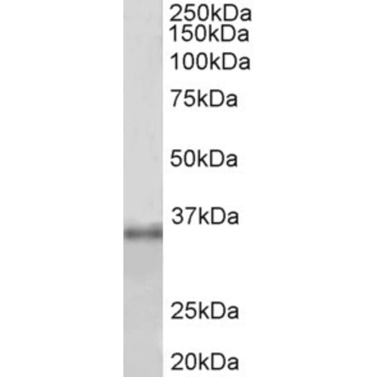 Western Blot - Anti-Fibrillarin Antibody (A85055) - Antibodies.com