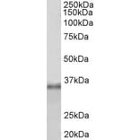 Western Blot - Anti-Fibrillarin Antibody (A85055) - Antibodies.com