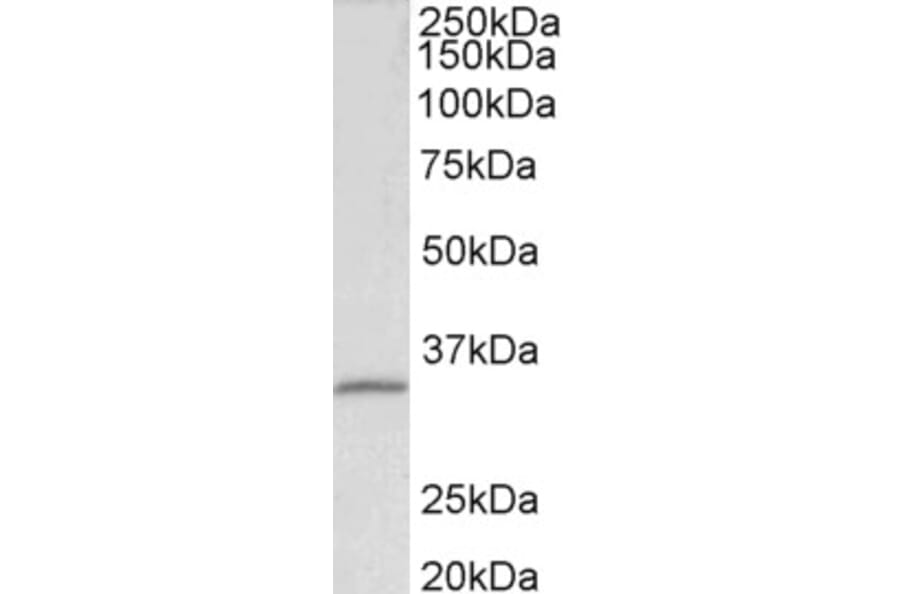 Western Blot - Anti-Fibrillarin Antibody (A85056) - Antibodies.com