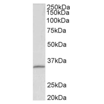 Western Blot - Anti-Fibrillarin Antibody (A85056) - Antibodies.com