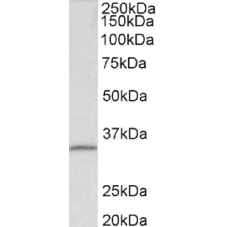 Western Blot - Anti-Fibrillarin Antibody (A85056) - Antibodies.com