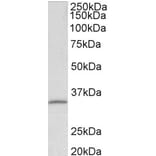 Western Blot - Anti-Fibrillarin Antibody (A85056) - Antibodies.com