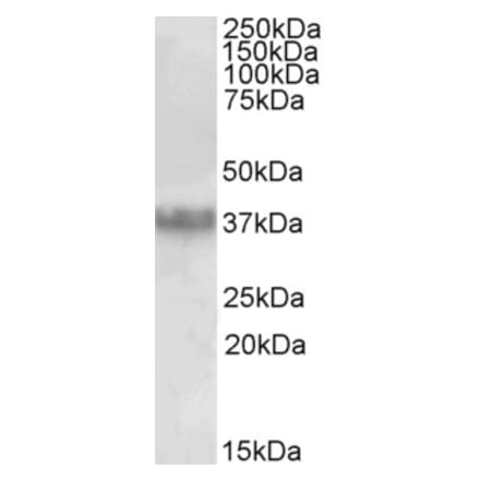 Western Blot - Anti-Clusterin Antibody (A85057) - Antibodies.com