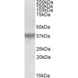 Western Blot - Anti-Clusterin Antibody (A85057) - Antibodies.com