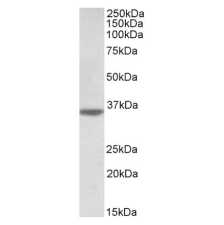 Western Blot - Anti-CASP12 Antibody (A85060) - Antibodies.com