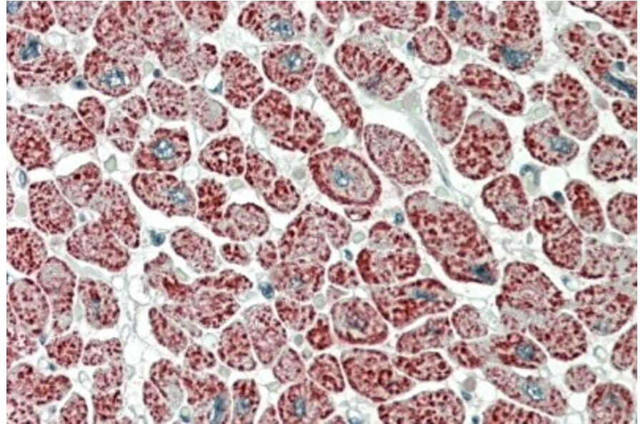 Immunohistochemistry - Anti-NDUFA7 Antibody (A85062) - Antibodies.com