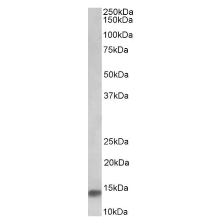 Western Blot - Anti-NDUFA7 Antibody (A85063) - Antibodies.com