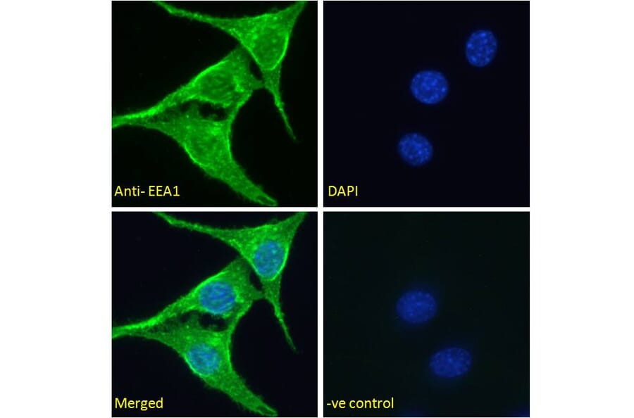 Immunofluorescence - Anti-EEA1 Antibody (A85064) - Antibodies.com