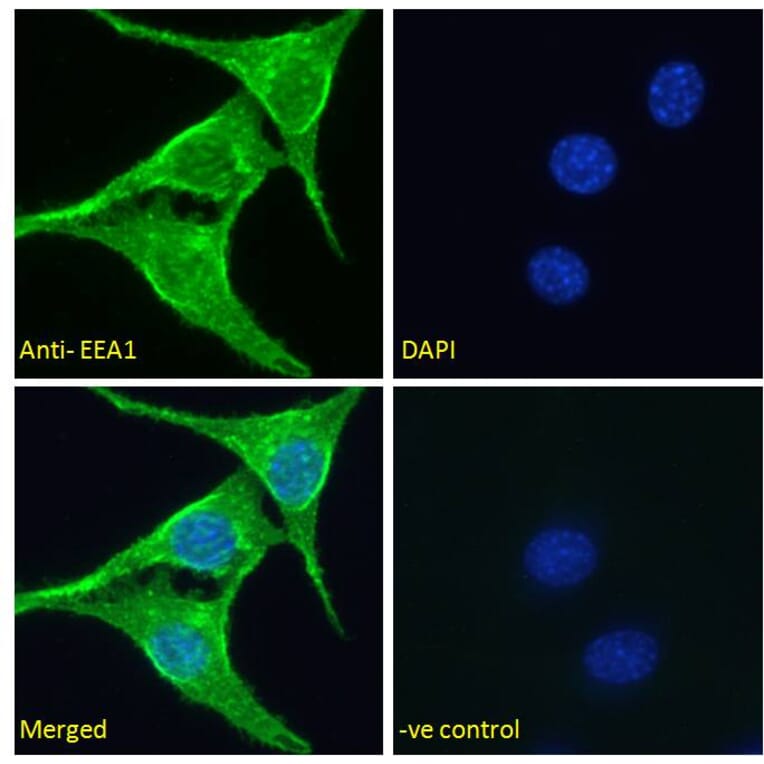 Immunofluorescence - Anti-EEA1 Antibody (A85064) - Antibodies.com