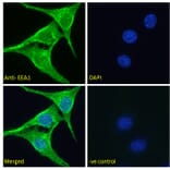 Immunofluorescence - Anti-EEA1 Antibody (A85064) - Antibodies.com