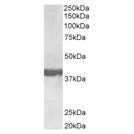 Western Blot - Anti-SH3GL2 Antibody (A85065) - Antibodies.com