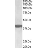 Western Blot - Anti-SH3GL2 Antibody (A85065) - Antibodies.com