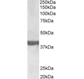 Western Blot - Anti-SH3GL2 Antibody (A85065) - Antibodies.com