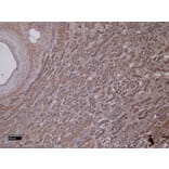 Immunohistochemistry - Anti-MMP3 Antibody (A85067) - Antibodies.com