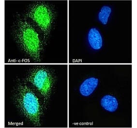 Immunofluorescence - Anti-c-Fos Antibody (A85069) - Antibodies.com