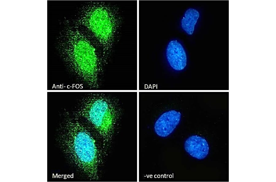 Immunofluorescence - Anti-c-Fos Antibody (A85069) - Antibodies.com