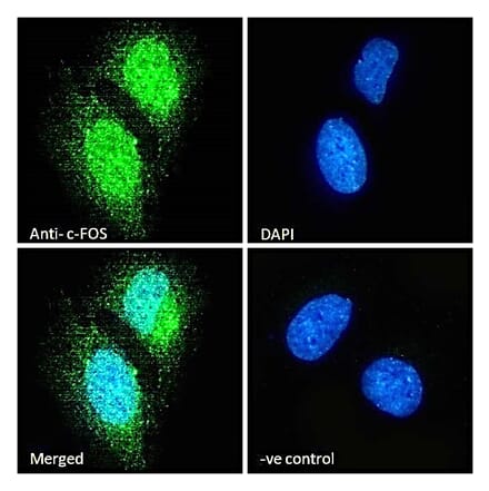 Immunofluorescence - Anti-c-Fos Antibody (A85069) - Antibodies.com