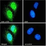 Immunofluorescence - Anti-c-Fos Antibody (A85069) - Antibodies.com