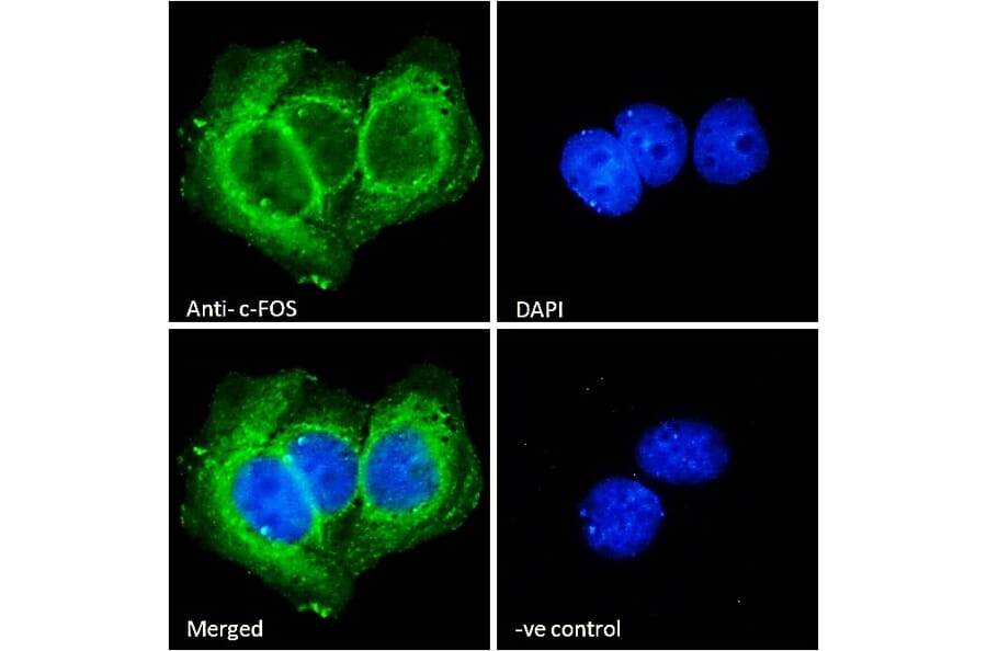 Immunofluorescence - Anti-c-Fos Antibody (A85069) - Antibodies.com