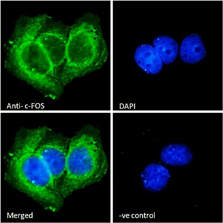 Immunofluorescence - Anti-c-Fos Antibody (A85069) - Antibodies.com