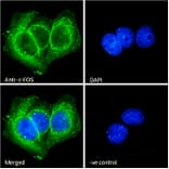 Immunofluorescence - Anti-c-Fos Antibody (A85069) - Antibodies.com