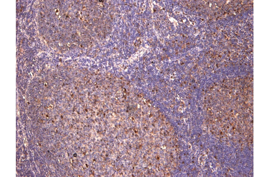 Immunohistochemistry - Anti-c-Fos Antibody (A85069) - Antibodies.com