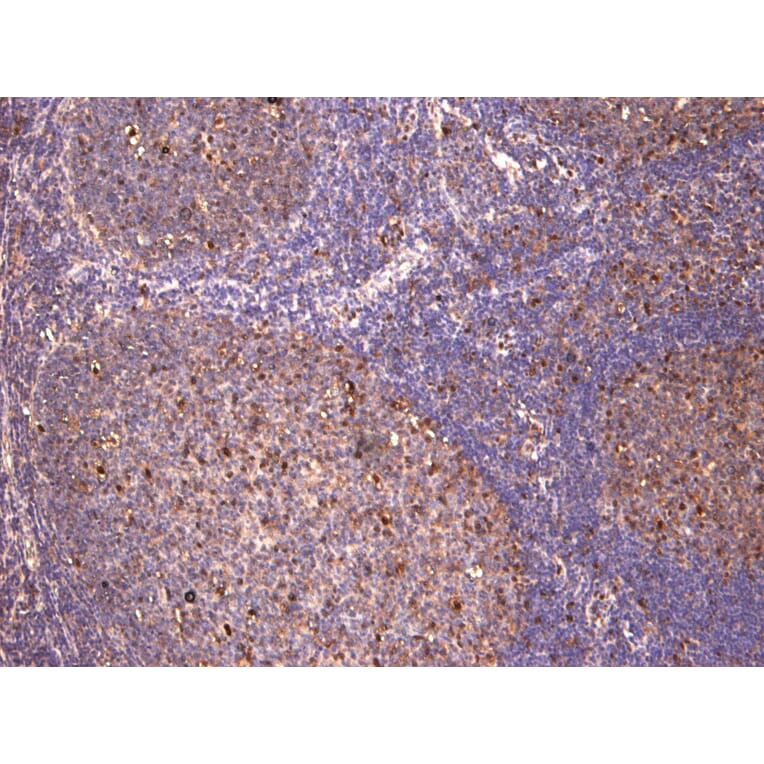 Immunohistochemistry - Anti-c-Fos Antibody (A85069) - Antibodies.com