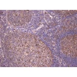Immunohistochemistry - Anti-c-Fos Antibody (A85069) - Antibodies.com
