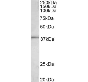 Western Blot - Anti-FOS Antibody (A85069) - Antibodies.com