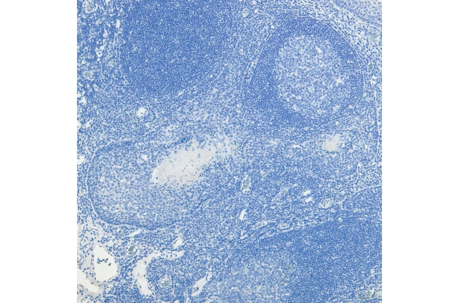 Immunohistochemistry - Anti-c-Fos Antibody (A85069) - Antibodies.com