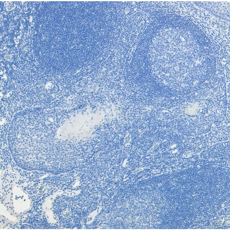 Immunohistochemistry - Anti-c-Fos Antibody (A85069) - Antibodies.com