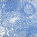 Immunohistochemistry - Anti-c-Fos Antibody (A85069) - Antibodies.com