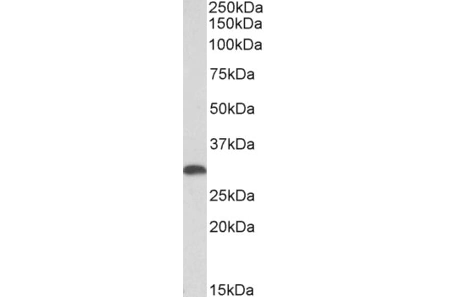Western Blot - Anti-Heme Oxygenase 1 Antibody (A85070) - Antibodies.com