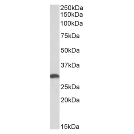 Western Blot - Anti-Heme Oxygenase 1 Antibody (A85070) - Antibodies.com