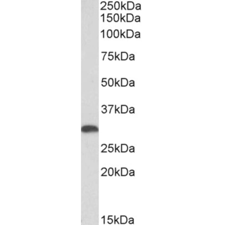 Western Blot - Anti-Heme Oxygenase 1 Antibody (A85070) - Antibodies.com