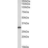 Western Blot - Anti-Heme Oxygenase 1 Antibody (A85070) - Antibodies.com