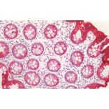 Immunohistochemistry - Anti-Cytokeratin 20 Antibody (A85073) - Antibodies.com