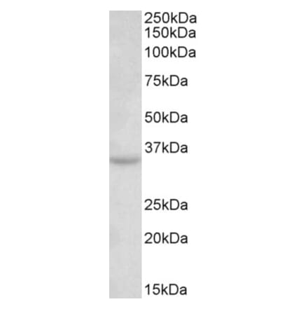 Western Blot - Anti-TSPAN5 Antibody (A85075) - Antibodies.com