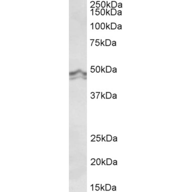 Western Blot - Anti-HRH3/H3R Antibody (A85077) - Antibodies.com