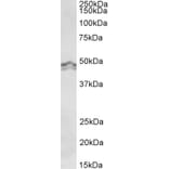 Western Blot - Anti-HRH3/H3R Antibody (A85077) - Antibodies.com