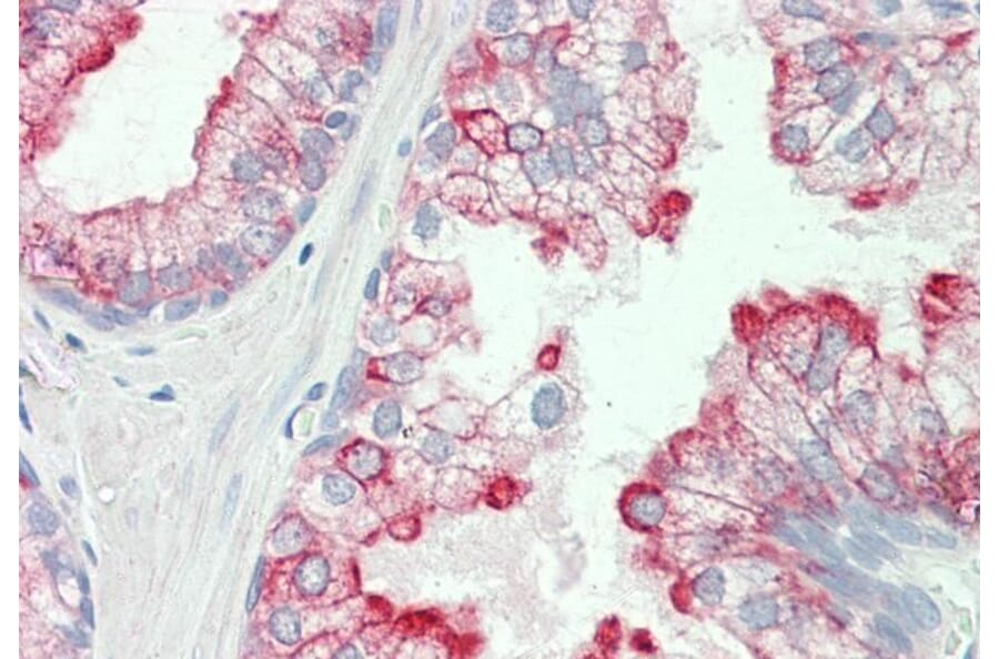 Immunohistochemistry - Anti-HRH3/H3R Antibody (A85077) - Antibodies.com