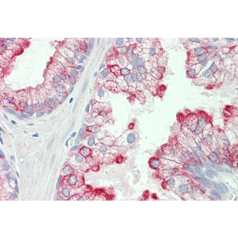 Immunohistochemistry - Anti-HRH3/H3R Antibody (A85077) - Antibodies.com