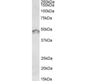 Western Blot - Anti-HRH3 Antibody (A85077) - Antibodies.com