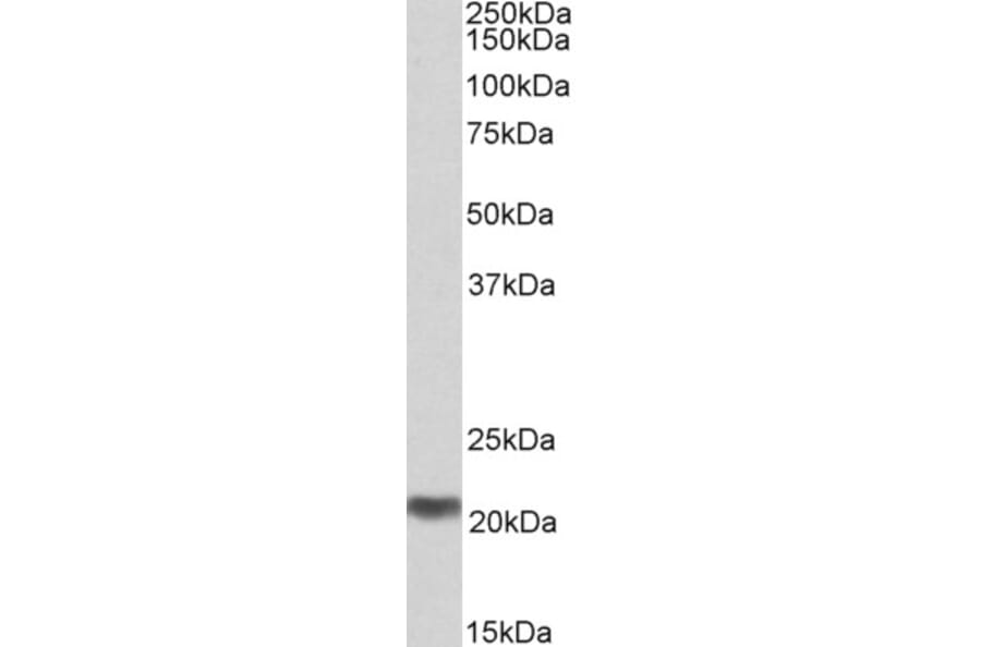 Western Blot - Anti-C20orf20 Antibody (A85079) - Antibodies.com