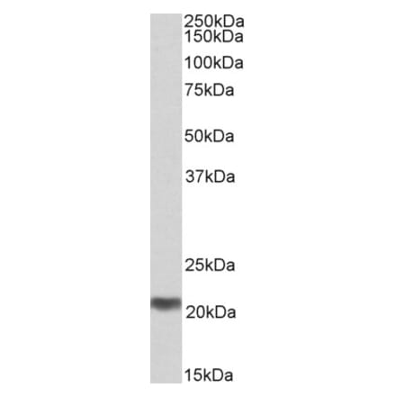 Western Blot - Anti-C20orf20 Antibody (A85079) - Antibodies.com